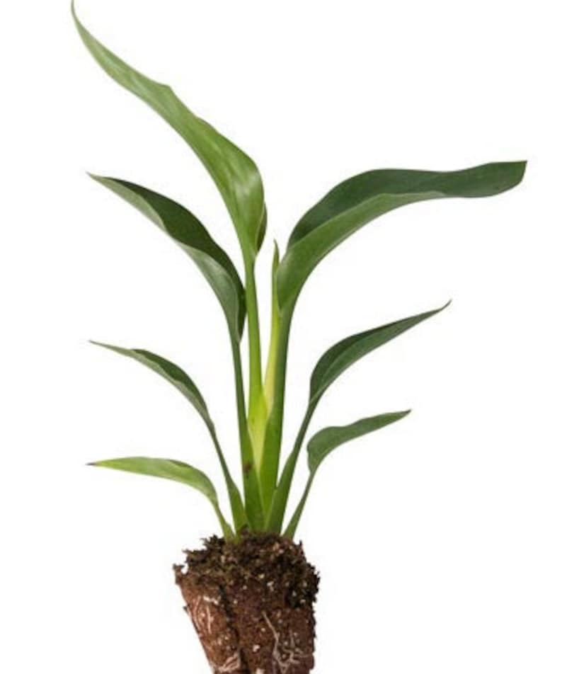 SwampLife Bird of Paradise Plant - Thumbnail 2