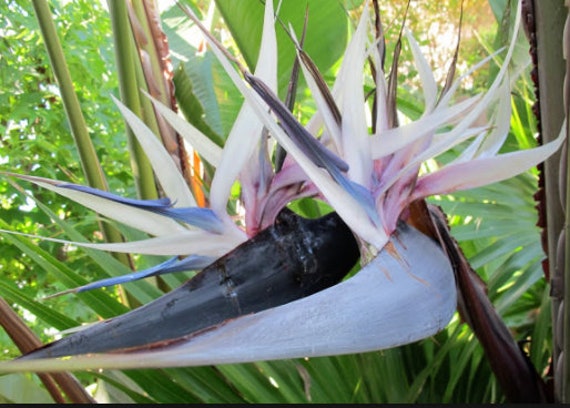 blue white bird of paradise plant strelitzia nicolai etsy