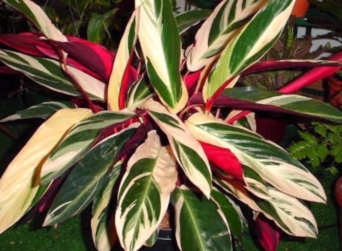 Variegated Tri Color Ginger Tropical Plant Red Green White Etsy