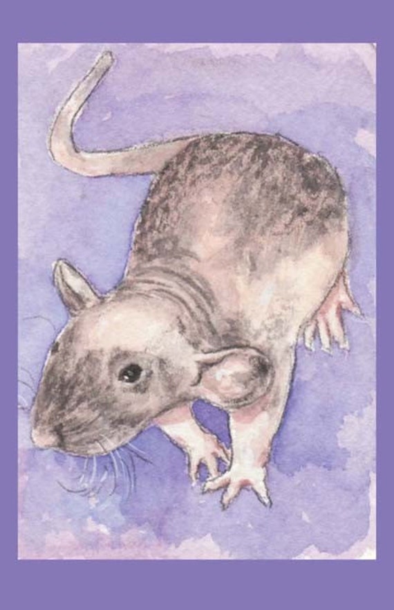 Dumbo hairless cheap