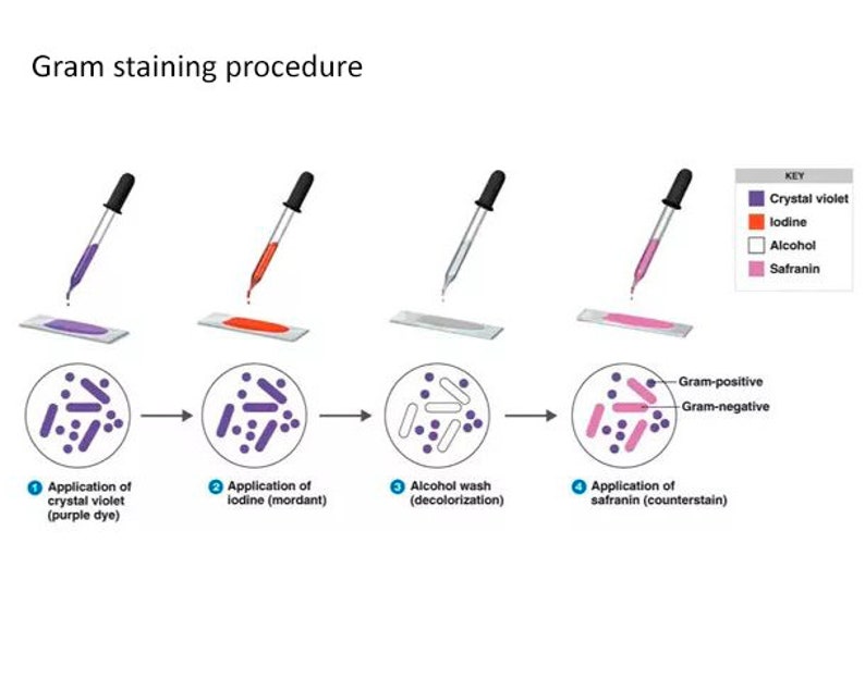 Bacteria Necklace for Women Gram Stain Microbiology Jewelry Medical