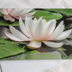 Cartão de nenúfar, cartão de felicitações, cartão em branco, cartão de fotografia da natureza, nenúfar rosa, cartão de flor