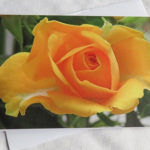 Cartão de rosas, cartão de felicitações, cartão em branco, cartão de fotografia da natureza, rosa amarela, cartão de flores, fotografia de flores