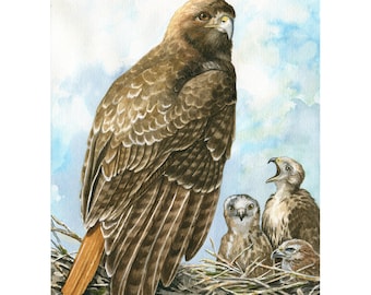 Red-Tailed Hawk Family Watercolor Original Wildlife Avian Artwork , nature, Audubon Style
