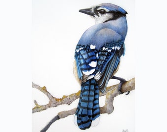 Bluejay Watercolor Etsy Bluejay Watercolor Etsy