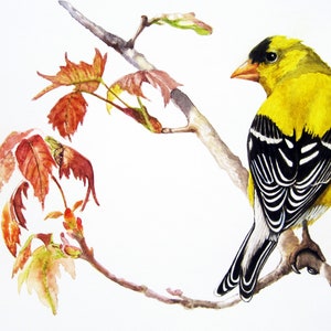 American Goldfinch Watercolor Painting, Bird art, Original print Goldfinch bird, Audubon Style nature painting