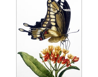 NEW! Swallow-tail w/Flowers - Butterfly Insect & Botanical print from Watercolor Painting, nature, floral art
