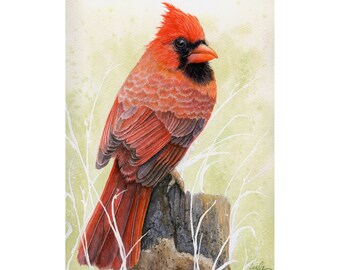 Male Cardinal Audubon Style Wildlife Portrait Print From My | Etsy