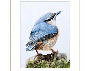 NEW SALE! Young Nuthatch-  Hand-painted Original Watercolor Wildlife Avian Artwork, Audubon Style