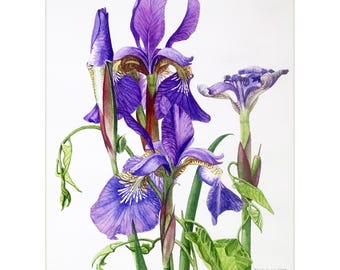 Blue Flag Iris - Botanical Original Floral, Nature Watercolor Painting