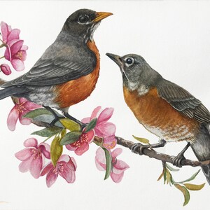 Stampa di fauna selvatica di uccelli di stato di American Robins da acquerello, arte di uccelli, natura animale, natura in stile Audubon