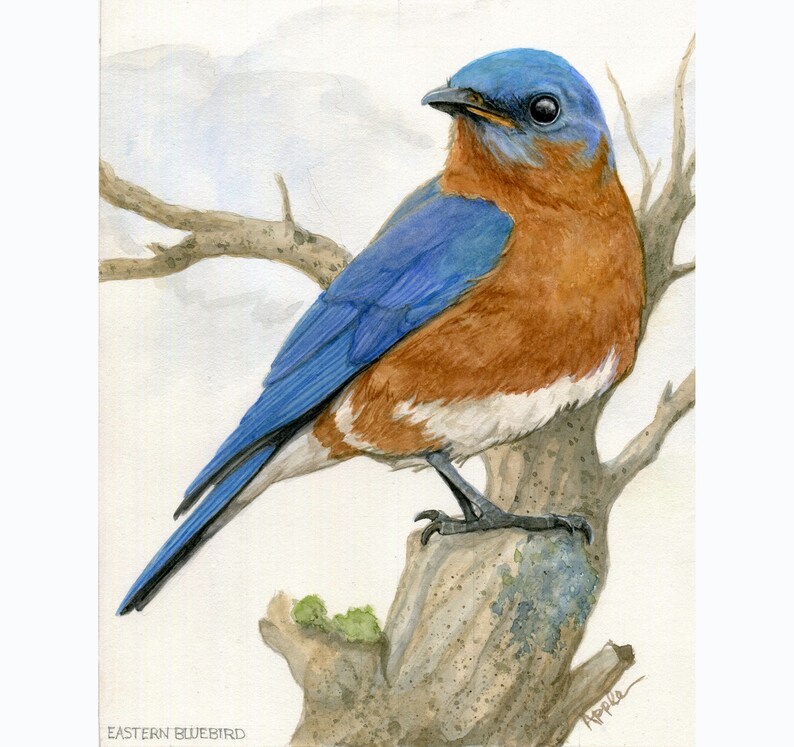 Eastern Bluebird Portrait Realistic Nature Art Print From My | Etsy