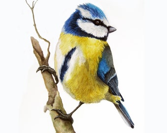 Impresión de retrato de pájaro carbonero a partir de mi pintura de acuarela original