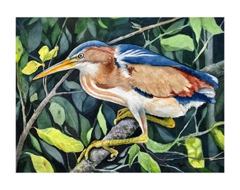 Looking for Lunch - Least Bittern Heron Watercolor Original Wildlife Avian Artwork , nature, Audubon Style