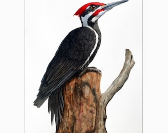 Pileated Woodpecker Wildlife Watercolor Painting, Bird art, nature animal, Audubon Style nature,print of original