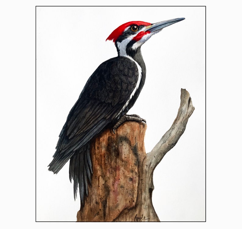 Pileated Woodpecker Wildlife Watercolor Painting Bird Art - Etsy
