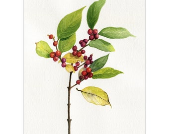 Winter Honeysuckle Berries print from my original botanical watercolor painting