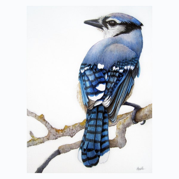 Blue Jay Watercolor Painting, Bird art, Original print Bluejay bird, Audubon Style nature painting