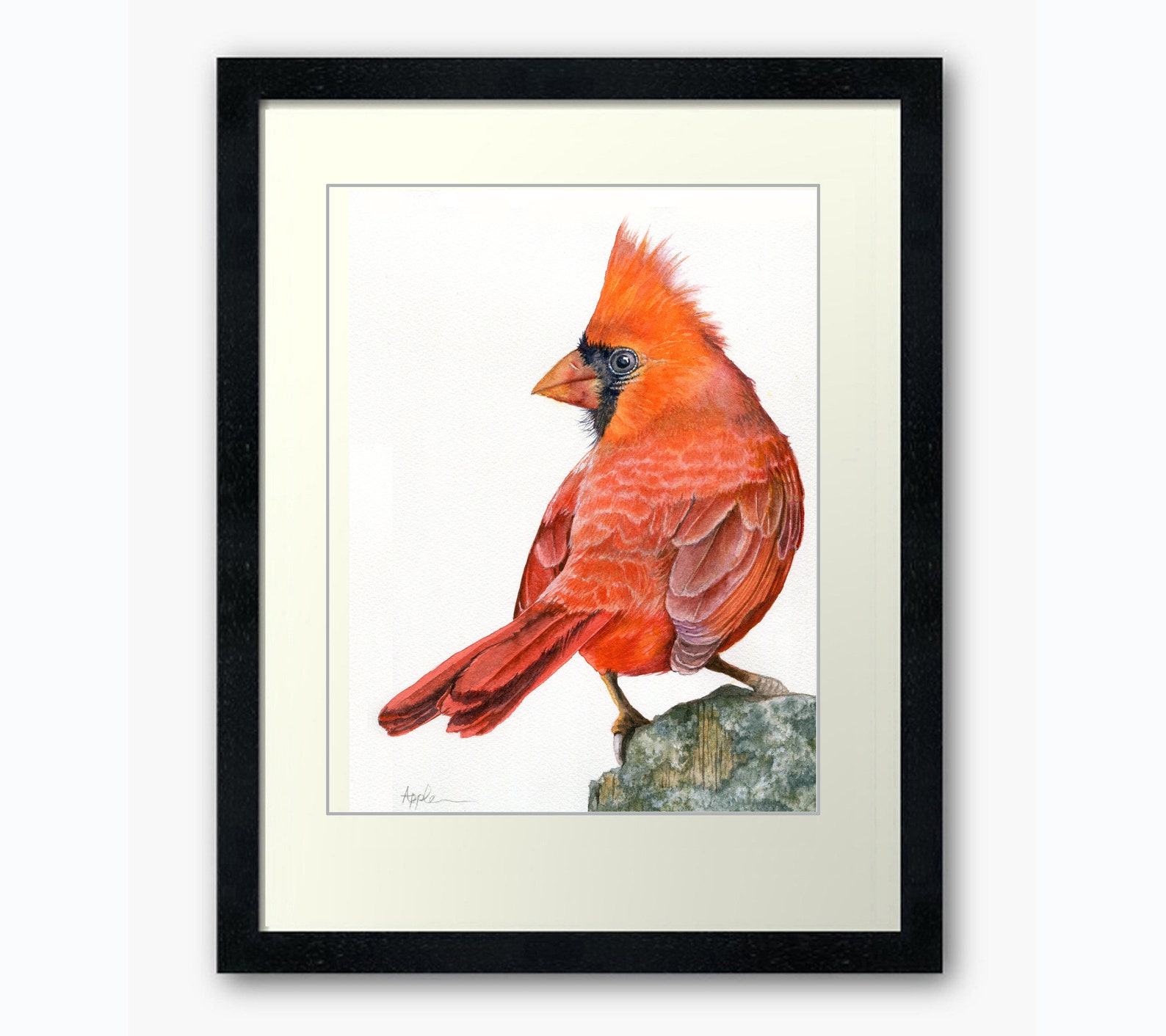 Male Cardinal Audubon Style Wildlife Portrait Print From My | Etsy
