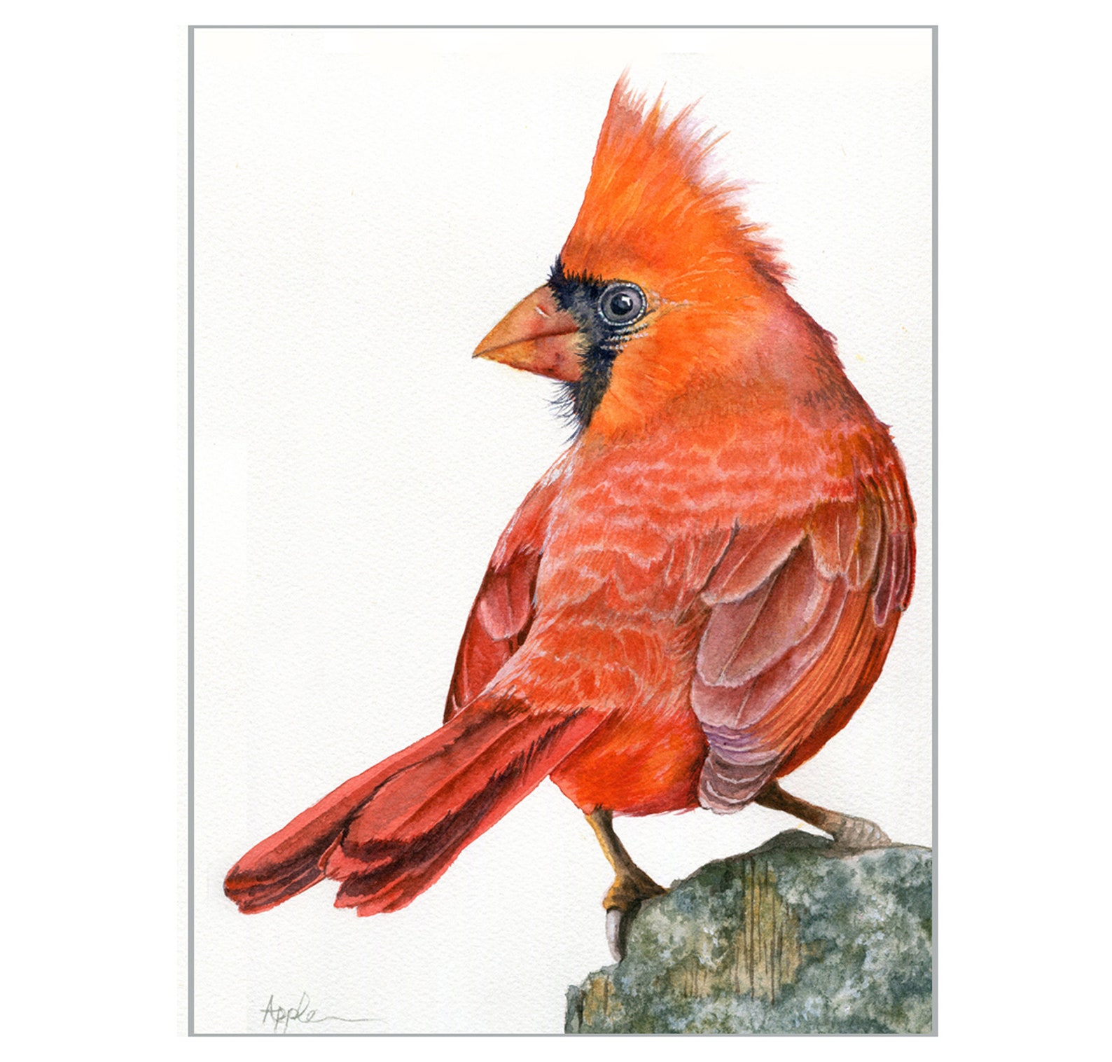 Male Cardinal Audubon Style Wildlife Portrait Print From My - Etsy