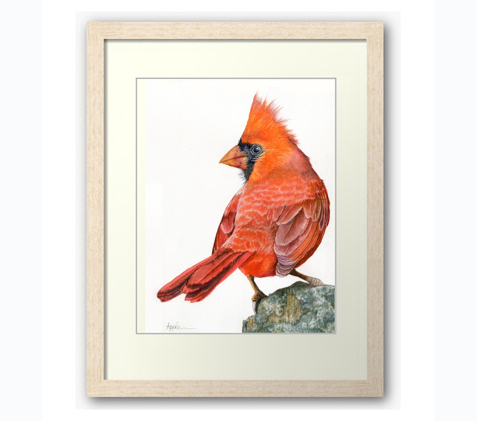 Male Cardinal Audubon Style Wildlife Portrait Print From My | Etsy