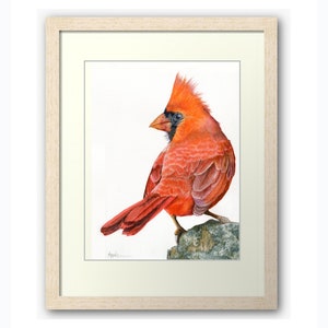 Male Cardinal Audubon Style Wildlife Portrait Print From My - Etsy