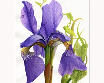 Purple Iris still life dramatic floral Watercolor Painting, nature, Botanical Style