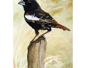 Lark Bunting Colorado State Bird Original Wildlife Watercolor Painting, Bird art, nature animal, Audubon Style nature