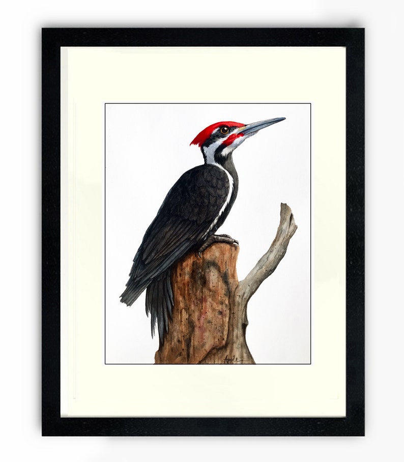 Pileated Woodpecker Wildlife Watercolor Painting Bird Art - Etsy