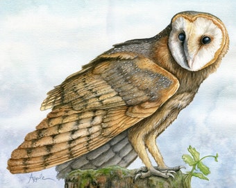 Barn Owl Bird Wildlife print from original Watercolor Painting, Bird art, nature animal, Audubon Style nature
