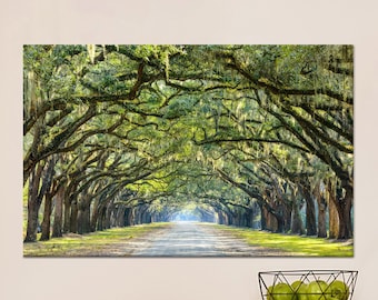 May include: A long, tree-lined road with a canopy of green leaves and Spanish moss hanging from the branches. The road leads to a bright, sunny area in the distance.