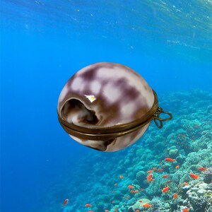 May include: A white and brown seashell with a gold metal rim and a small metal loop. The seashell is floating in blue water with coral and orange fish in the background.