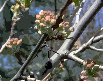 Abstract Fruit Tree Crabapple Tree Photo Blooming Crabapple Spring Crabapple Art Spring Tree Photo Pink Blossom Tree