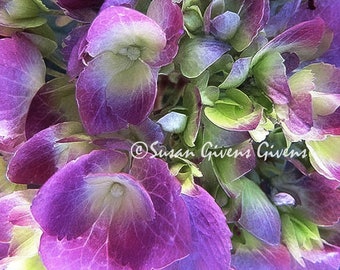 Violet Hydrangea Photo Garden Hydrangea Photo Gallery Quality Print Violet and Blue Summer Flowers Photo, Floral Decor