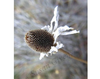 Winter Sunflower Seeding For Next Spring Fine Art Giclée Photo Print