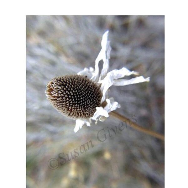 Sunflower in Winter Sunflower Art Print Seeding Sunflower Photo Wild Sunflower Survived Winter Wildflower in Winter New Year