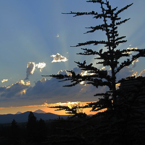 Oregon Sunset Art, Sunset Rays Photo, Oregon Atlas Cedar, Atlas Cedar Tree Art, Atlas Tree Landscape, Dramatic NW Sunset