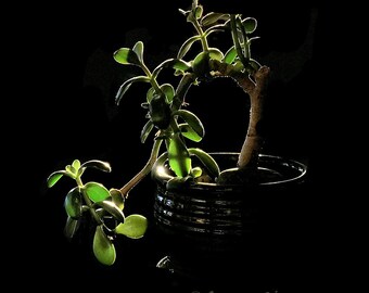 Photo of Jade plant, Jade in Darkness, Jade Plant At Night, Jade Plant Art, Succulent Jade Art, Jade Plant Photo