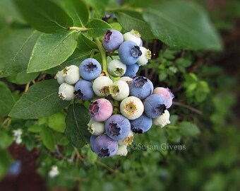 Blueberry Art Print Summer Blueberry Art Blueberries on Bush Photo of Blueberries Garden Blueberries Kitchen Blueberries