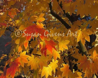 Autumn Maple Close Up Print Red and Gold Tree Fall Photo Wall Decor