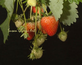 Fresh Strawberry Art, Strawberries Photo, Red and Green Strawberries, Art Kitchen Strawberries, Photo Strawberries on Black