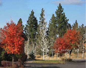 Abstract Fall Trees Print Pine Trees Behind Silver Aspens