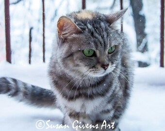 Kitten in Snow Fine Art Print Gray and White Tabby Front View Portrait