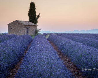 Lavender Field Photo, Field of Lavender, French Lavender View, Provence Lavender Landscape, Lavender Field House