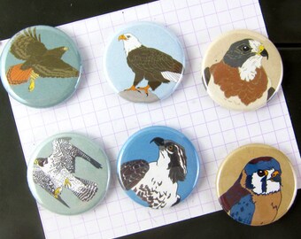 Raptor Magnets | Boxed Set of 6 | nature outdoors bird of prey hawk birder eagle wildlife stocking stuffer fridge magnet birdwatcher