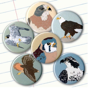 Raptor Magnets | Boxed Set of 6 | nature outdoors bird of prey hawk birder eagle wildlife stocking stuffer fridge magnet birdwatcher