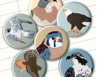 Raptor Magnets | Set of 6 | nature outdoors bird of prey hawk birder eagle wildlife stocking stuffer fridge magnet birdwatcher