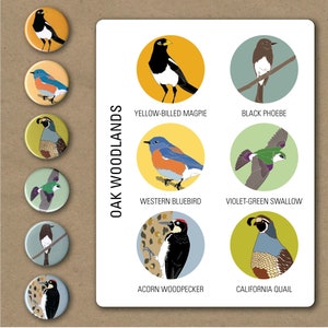 Oak Woodlands Bird Pins Pack of 6 nature cute audubon birder wildlife stocking stuffer button badge birdwatcher birding california image 2