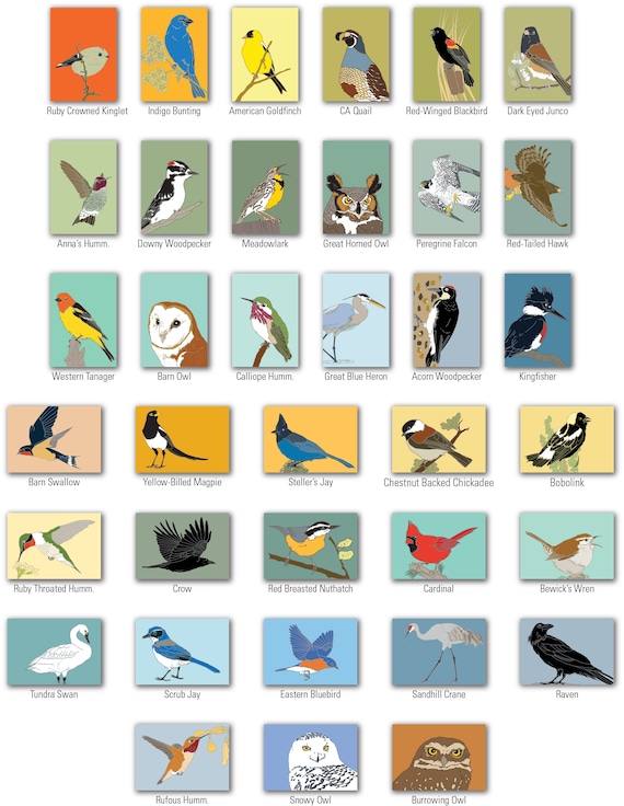 2024 Second Edition - Precise Bird Stickers for Expert Birders (4