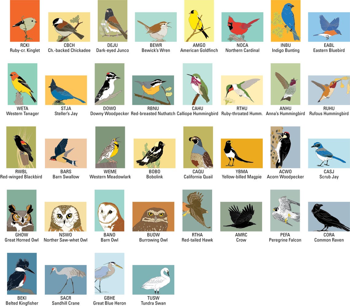 Birding Rack Card 4 Bird Note Cards Mix + Match | Choose From 36 Designs | Recycled Paper ...